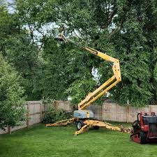 Best Tree Preservation Services  in Simi Valley, CA