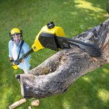 Best Tree Mulching  in Simi Valley, CA