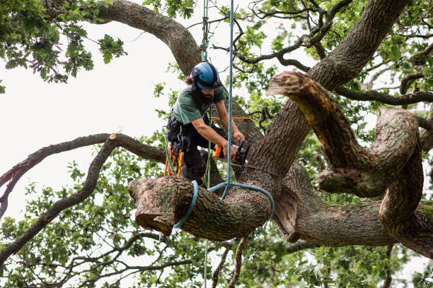 Best Arborist Consultation Services  in Simi Valley, CA