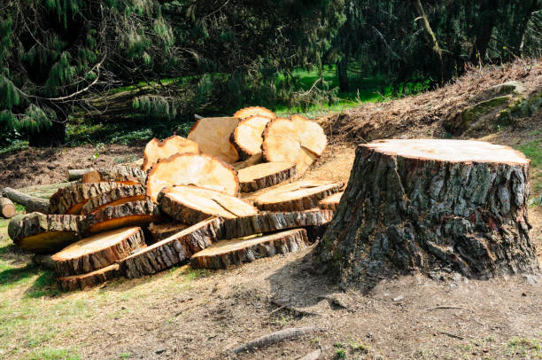 Best Stump Grinding and Removal  in Simi Valley, CA